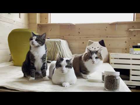 仲良くひとつのご飯を譲り合う猫(YouTube)
