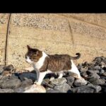 海岸の岩場を歩いて猫の集会に向かう野良猫(YouTube)