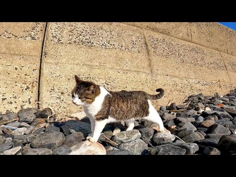 海岸の岩場を歩いて猫の集会に向かう野良猫(YouTube)