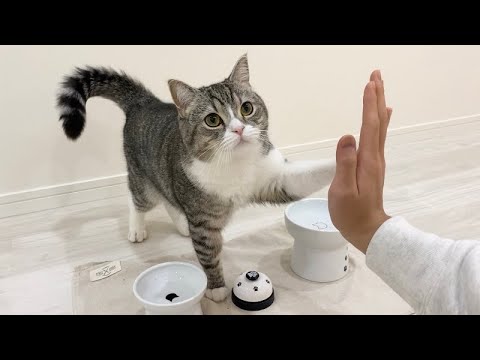 手を出すとハイタッチしてくれるようになった猫がかわいすぎた笑(YouTube)