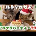 今年のクリスマスはホールケーキでお祝い🎂🎄(YouTube)