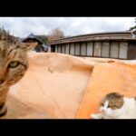神社に猫がいたので撫でようと近づくと目の前で大喧嘩が始まった(YouTube)
