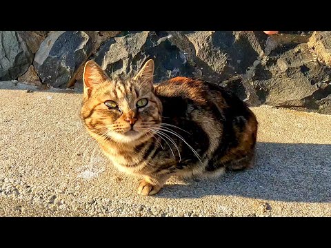 漁港にある神社にいた猫、漁師から刺身のお裾分けを貰って食べる(YouTube)