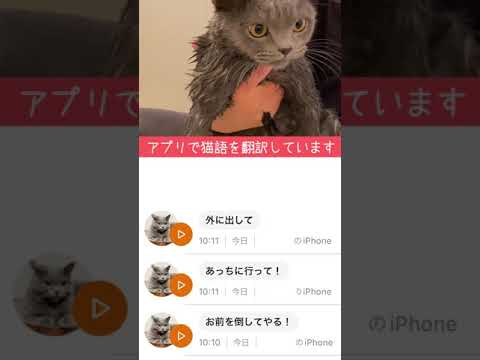 お風呂が好きだと思ってた… #勘違い #ごめんね ＃猫 #Shorts(YouTube)