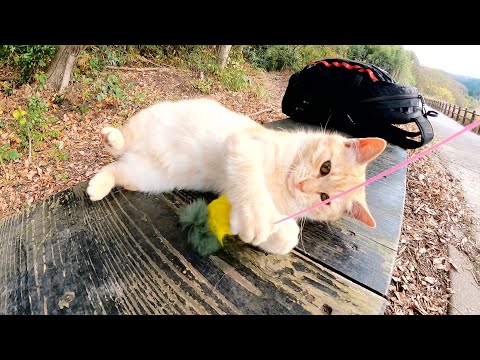 遊びたい盛りのチビ猫達が夢中でおもちゃを追いかける(YouTube)
