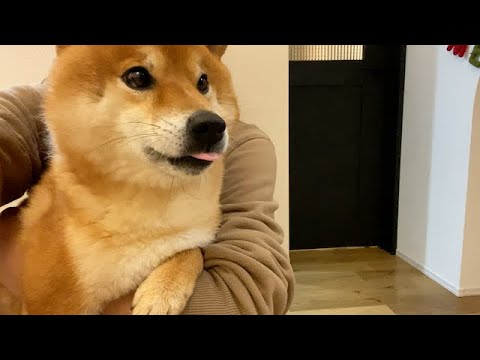 切ない声で何度も「妹に会いたい」と懇願する柴犬。(YouTube)