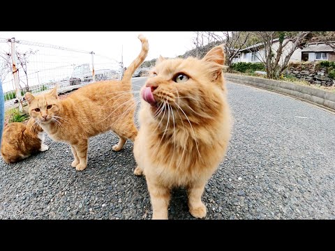 猫島を散歩していたら、甘えん坊な猫軍団に絡まれたw(YouTube)