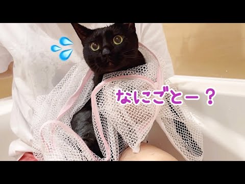 元野良ナナちゃん苦手な年1シャンプー頑張ります！(YouTube)