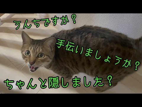 うんち終わりの飼い主に真剣に話しかける猫がかわいい！(YouTube)