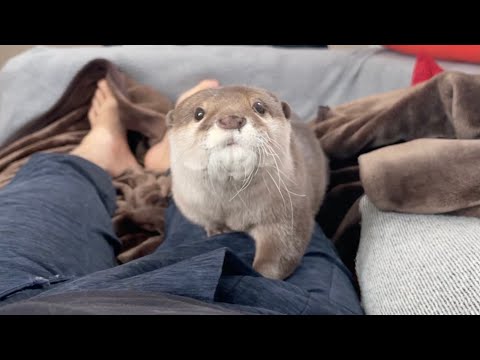 何度離れても飼い主の元へぬるぬる近寄ってくるカワウソ No matter how many times you leave, otter will always come back to you(YouTube)