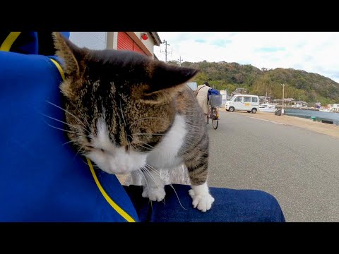 港のベンチに座ると猫が膝の上に乗ってきた(YouTube)