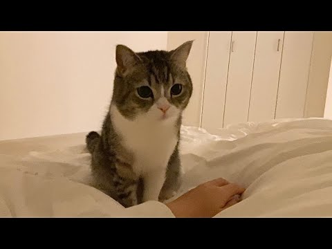 倒れた飼い主が心配で一日中看病してくれる猫がこちらです…(YouTube)