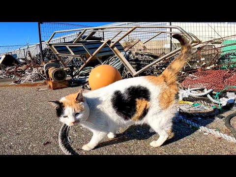 背中にハートマークの三毛猫がモフられにきた(YouTube)