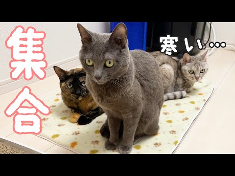 寒くなって猫たちがホットカーペットに大集合しました！！(YouTube)