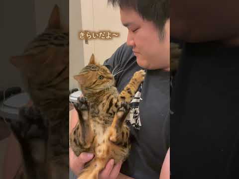 文句は言うけど大人しく抱っこされるネコ　#shorts(YouTube)