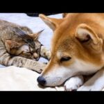 おっとりのんびりな麦わら猫は柴犬と猫の人気者♥(YouTube)