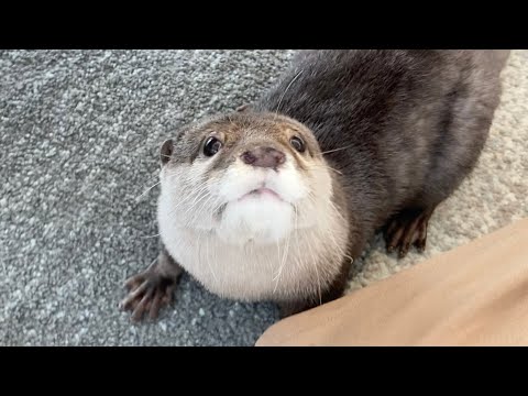 カワウソじゃらしが欲しいカワウソが猫じゃらしに食いつく！ The otter that wants otternip bites the catnip!(YouTube)