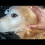 やっと数個のジャーキーを食べてくれた(YouTube)