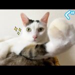 チロさん…そのポーズ何…？(YouTube)