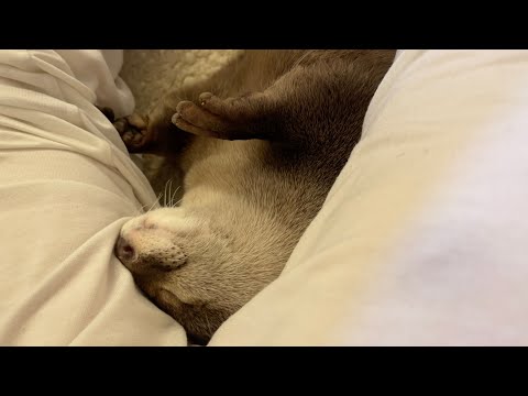 カワウソの寝息を捉えることに成功した I succeeded in capturing the sleeping breath of an otter(YouTube)
