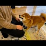 散歩で起きた怖かった出来事を、一生懸命飼い主に報告する柴犬。(YouTube)