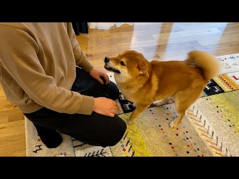 散歩で起きた怖かった出来事を、一生懸命飼い主に報告する柴犬。(YouTube)