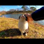 大晦日は穏やかな天気の中、池の側でのんびり休む猫達をナデナデしてきた(YouTube)