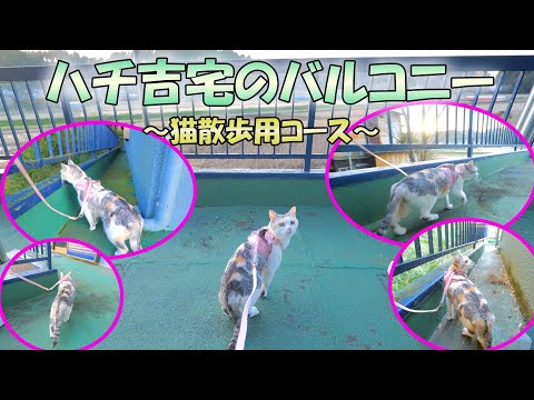 ハチ吉宅バルコニーの猫散歩用コースが楽しかったにゃ！(YouTube)