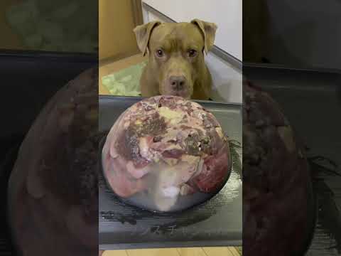 とんでもないケーキを作ってしまったピットブルの飼い主w#shorts(YouTube)