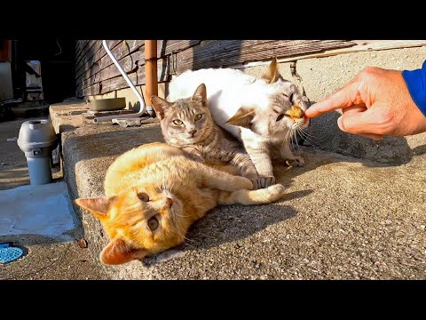 指を舐める子猫たちが可愛過ぎる(YouTube)