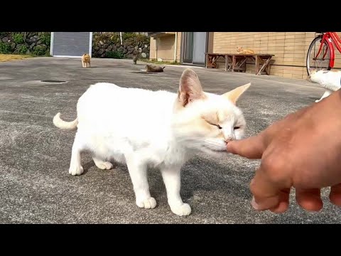 猫が自由に寝転がる広場(YouTube)