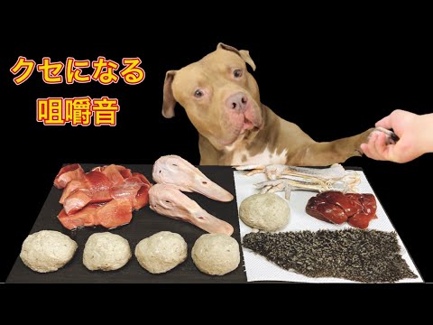 【閲覧注意ASMR】生肉を食べまくる犬の咀嚼音が心地良すぎる(YouTube)