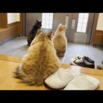 息子と散歩に行けるのを鳴きながら待つ健気な猫(YouTube)