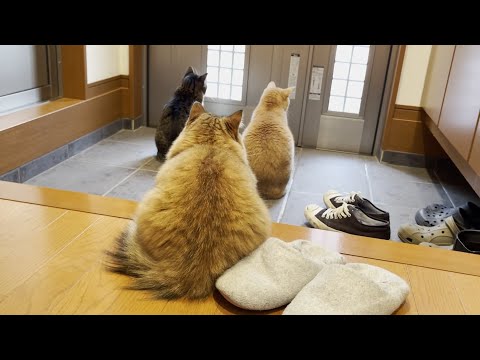 息子と散歩に行けるのを鳴きながら待つ健気な猫(YouTube)
