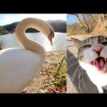 ハクチョウにビビッて人間の後ろに隠れるキジシロ猫(YouTube)