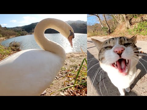 ハクチョウにビビッて人間の後ろに隠れるキジシロ猫(YouTube)