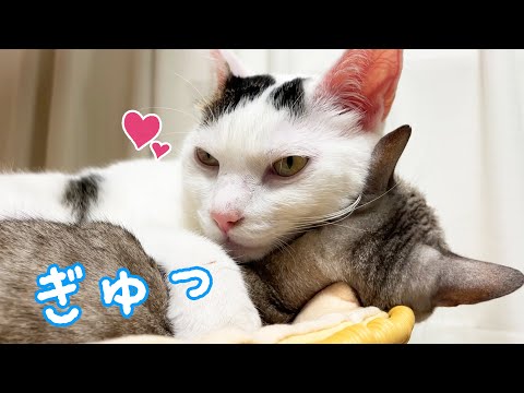 寒い日にチロさんがマロちゃんを抱きしめてました！(YouTube)