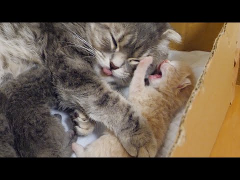 【生後８日目】ママ猫と子猫の優しすぎる日常がこちらです…(YouTube)
