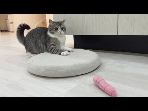 芋虫に追いかけられた猫が大変なことになりましたw(YouTube)