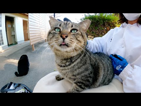 ボランティアさんのひざにのせてもらった猫がフミフミで喜びを表現する(YouTube)