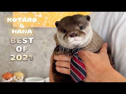 まるで人間！カワウソコタローとハナの名場面を一挙公開　Best of Otter Kotaro&Hana(YouTube)