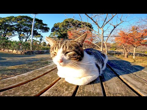 公園のテーブルに集まる猫たちをナデナデしてきた(YouTube)