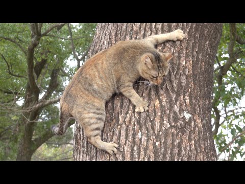 大きな木に登ってしまった猫が苦労しながら降りてくるw(YouTube)