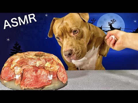 【大食いASMR】ピットブルに肉ケーキを作ったら咀嚼音がエグかったw(YouTube)