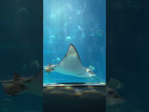 【海遊館】朝の「太平洋」水槽(YouTube)