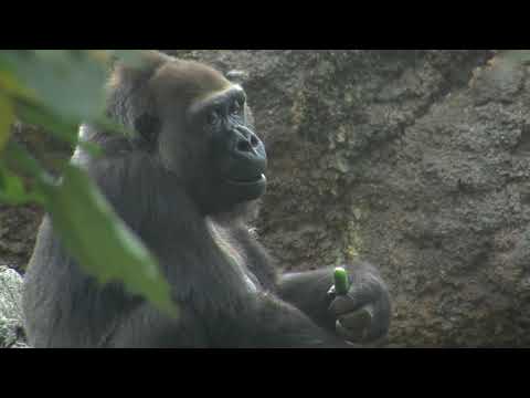 ニシゴリラの「モモコ」が妊娠しました！：上野動物園(YouTube)