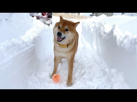 大雪でトラブルが起きたので柴犬に助けを求めてみた。(YouTube)