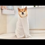 シャンプーというワードに敏感すぎる柴犬も父のテクニックには敵わない(YouTube)