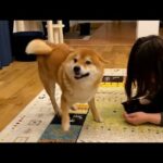 大好きな人を連れてきたら誰に甘えていいかわからなくなる柴犬。(YouTube)