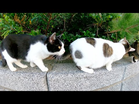 おばあちゃんから孫の代まで仲良く暮らす猫の大家族(YouTube)